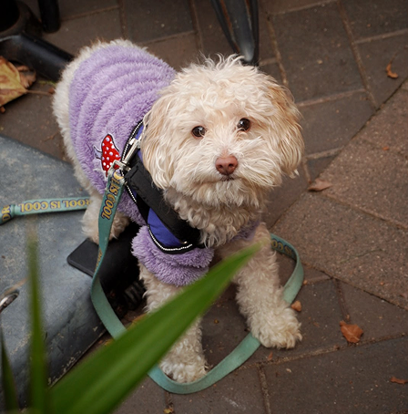 Moor customer dog